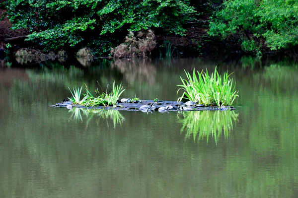 lots of turtles on an island